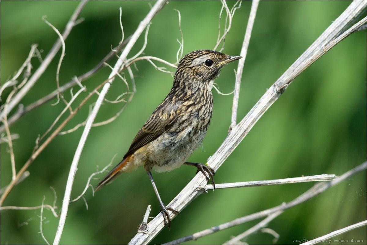 Певчие птицы ульяновской области фото и названия