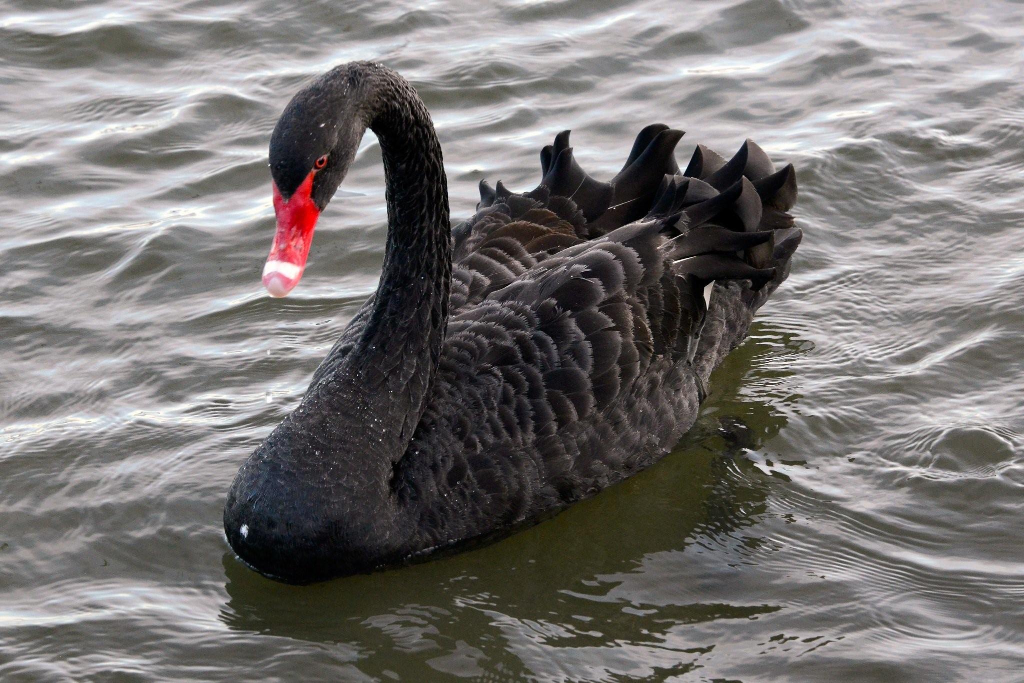 Фото black swan