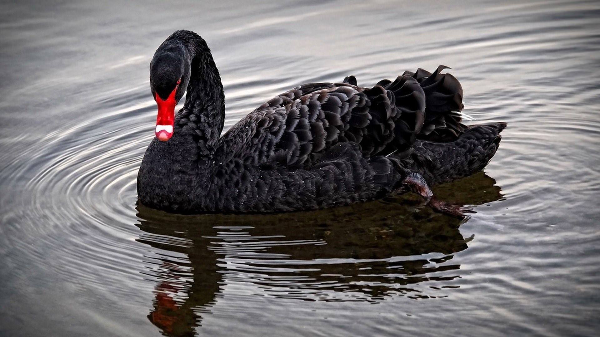 Фото black swan