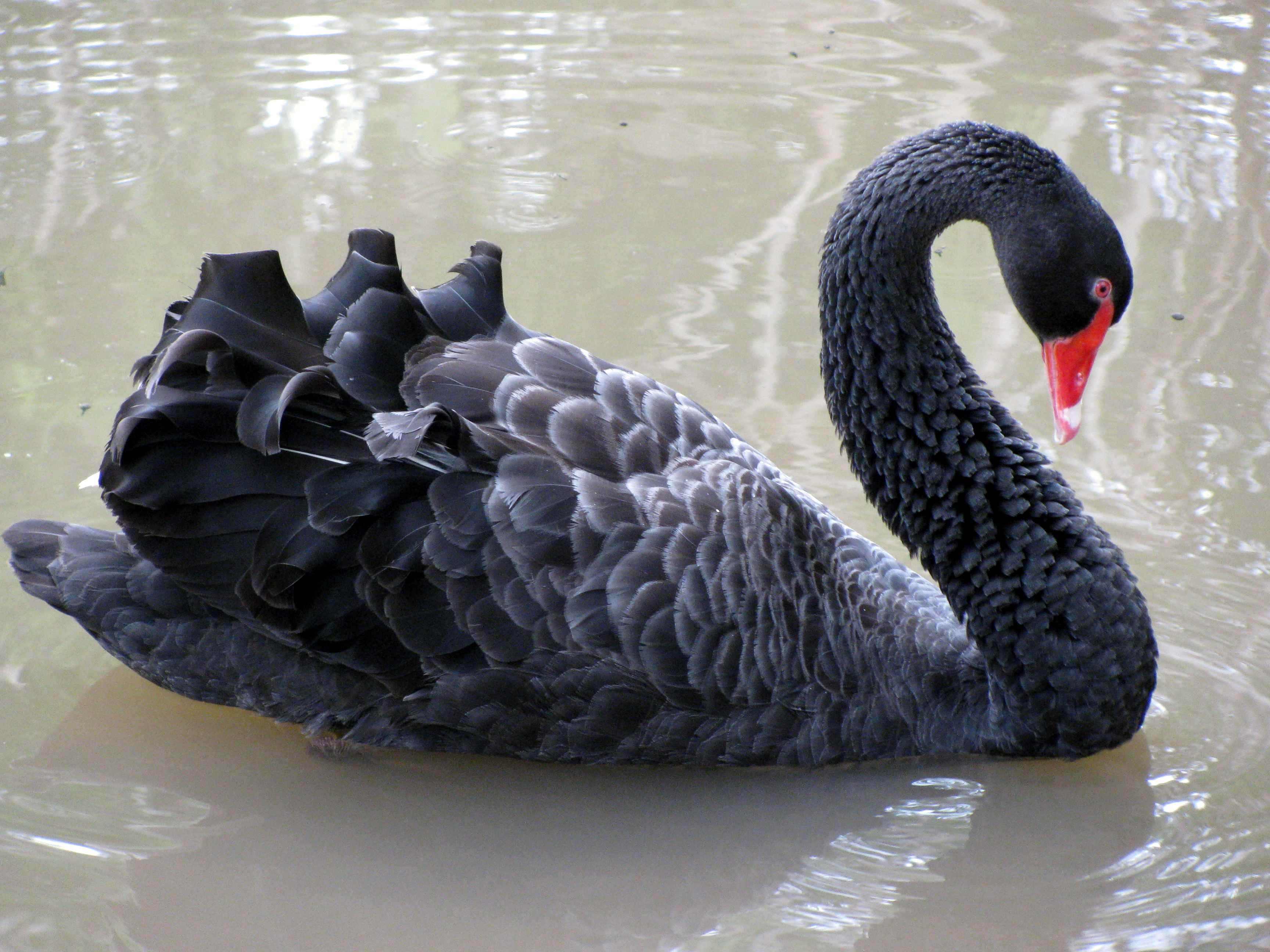 Фото black swan