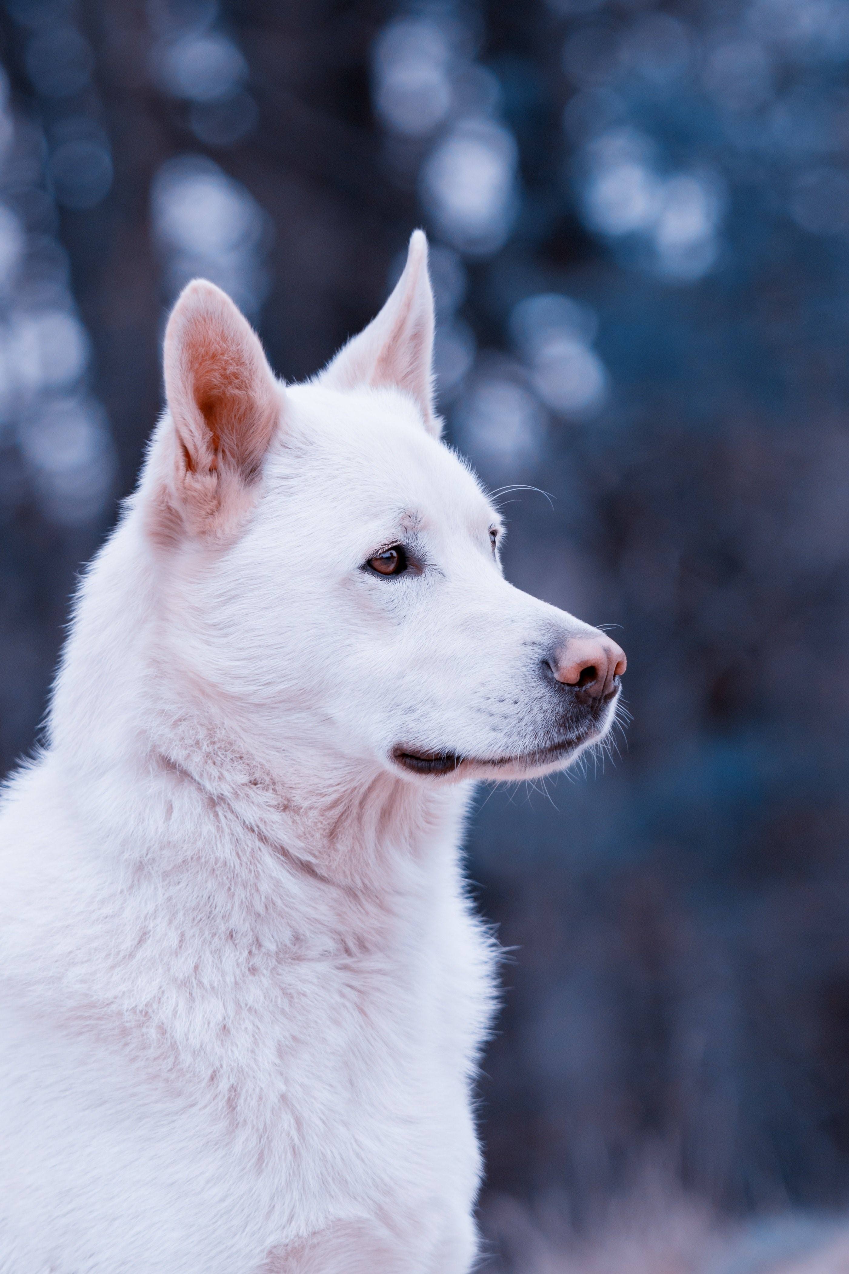 белые породы собак фото