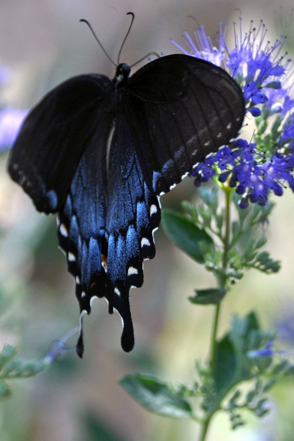 Черно синяя бабочка. Махаон Бражник. Papilio Rumanzovia. Голубой Бражник бабочка. Сиреневая Пяденица.