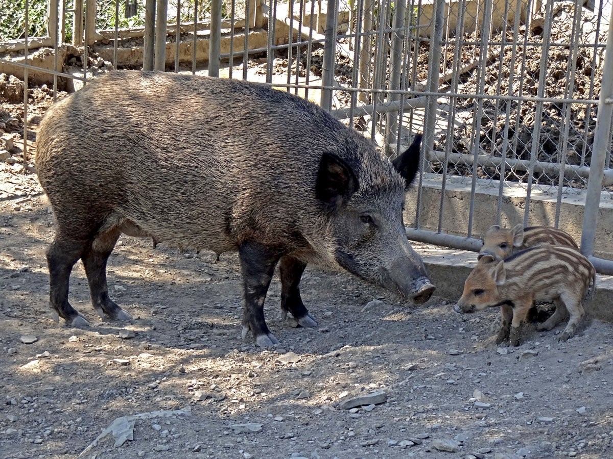 Кабан и домашняя свинья. Венгерская мангалица. Кабан и свинья. Дикий кабан.