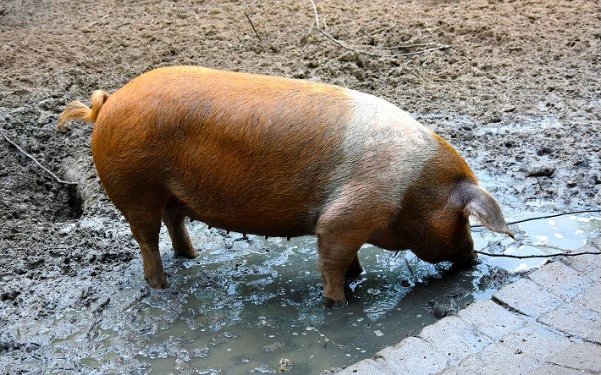Свиньи датской. Хузумская протестная свинья. Порода свиней датский дюрок. Датский дюрок порода поросят. Датские протестные свиньи.