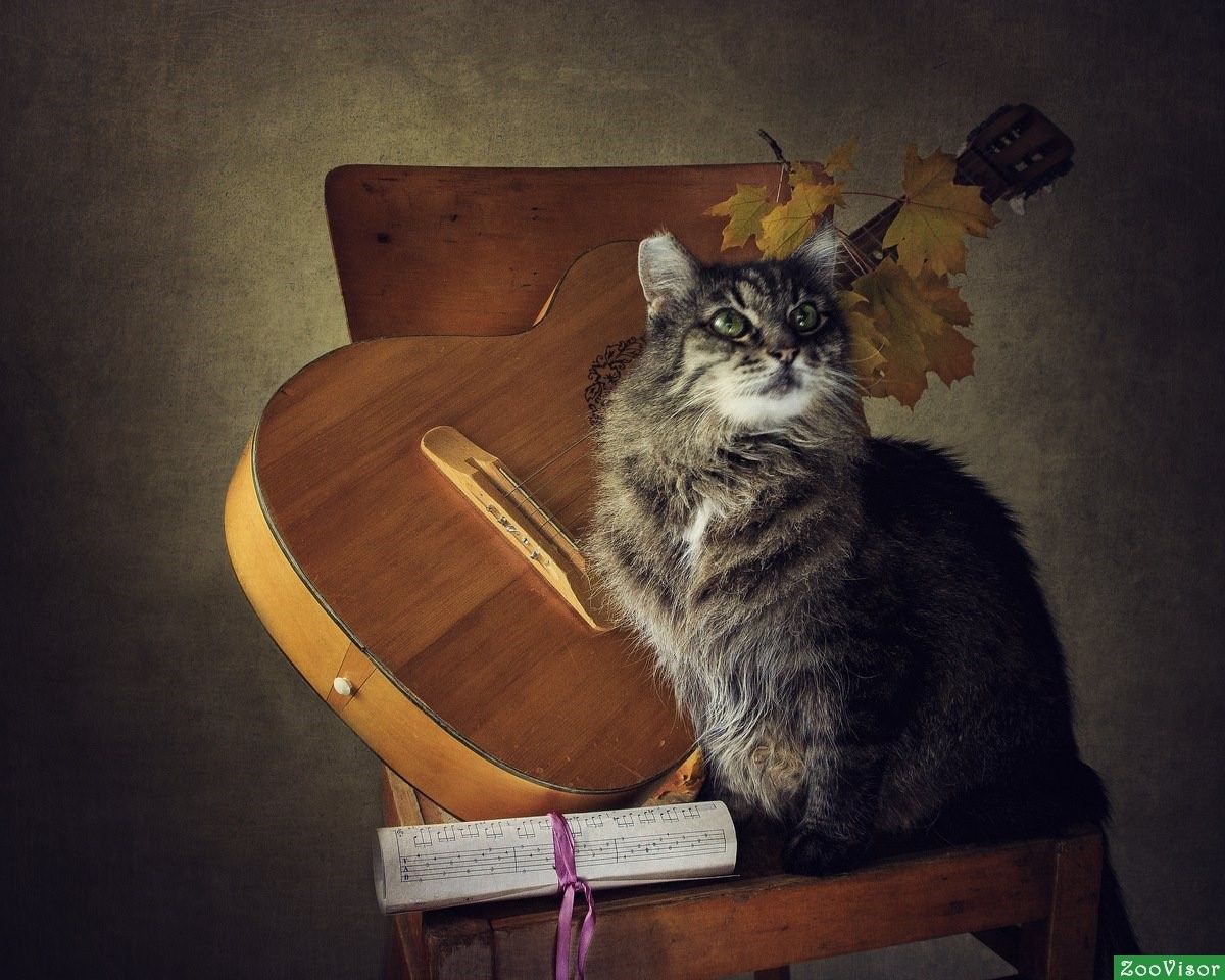 Кота музыкальные инструменты. Музыкальные коты. Животные с музыкальными инструментами. Коты музыканты. Кошка с гитарой.