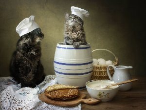 Котик с блинами