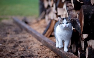 Котики в деревне