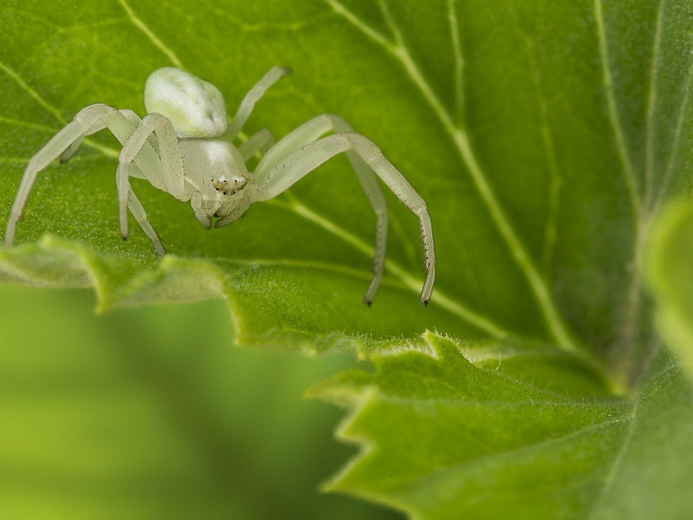 Белый паук каракурт фото