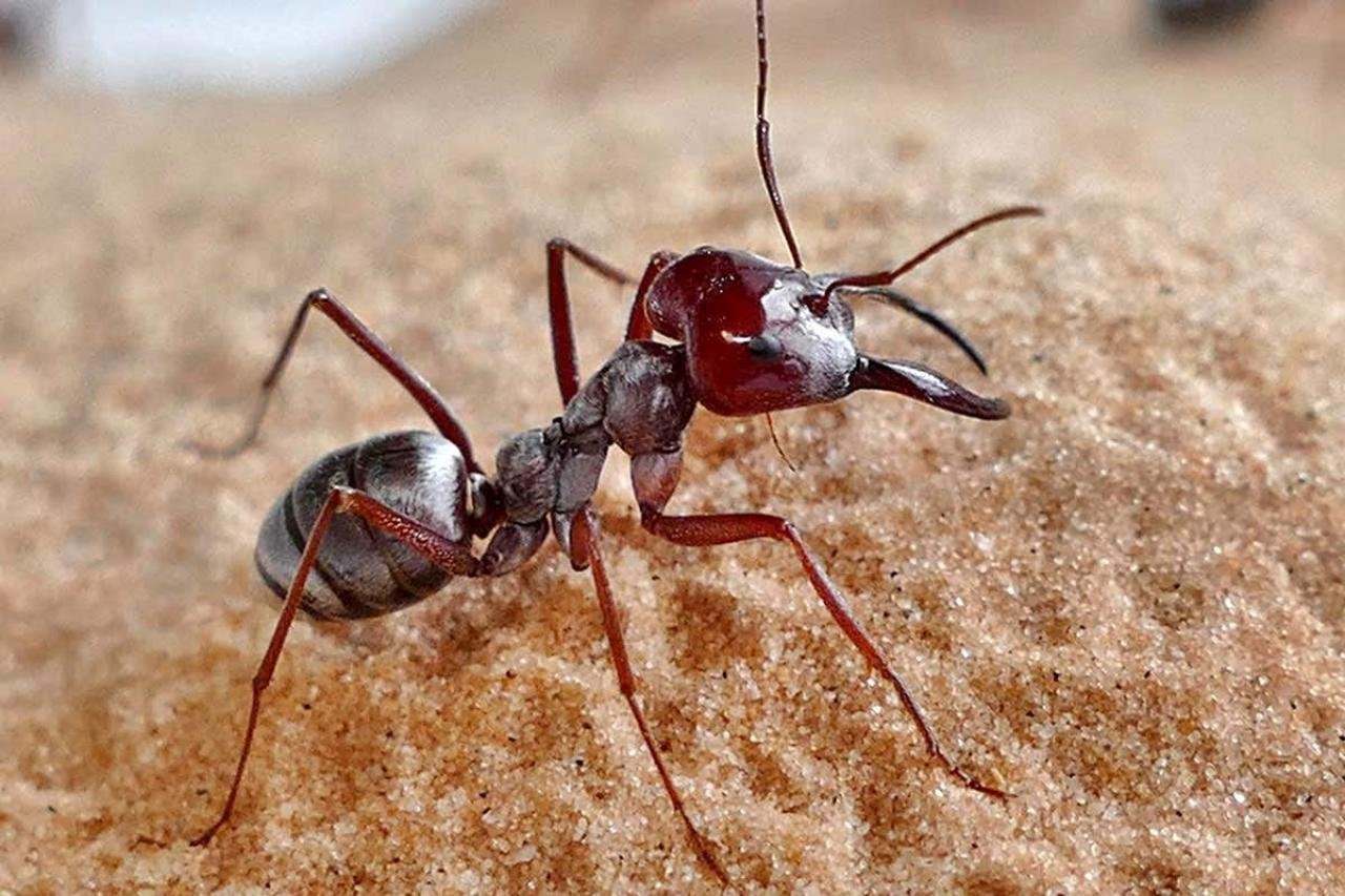 В африке водятся муравьи которые устраивают. Американский муравей Жнец. Сахарский муравей. Членистоногие муравьи. Пустынные муравьи.