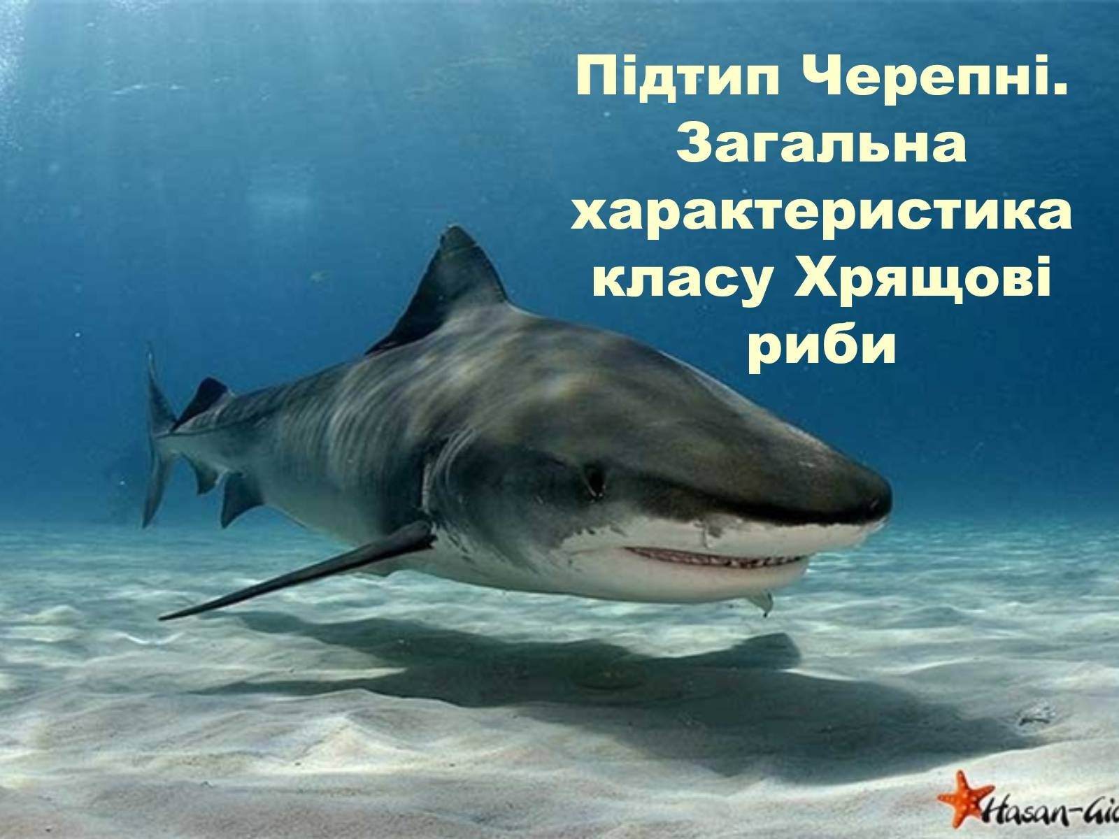 Акулы красного моря