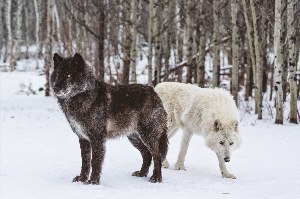 Гибрид волка и лайки