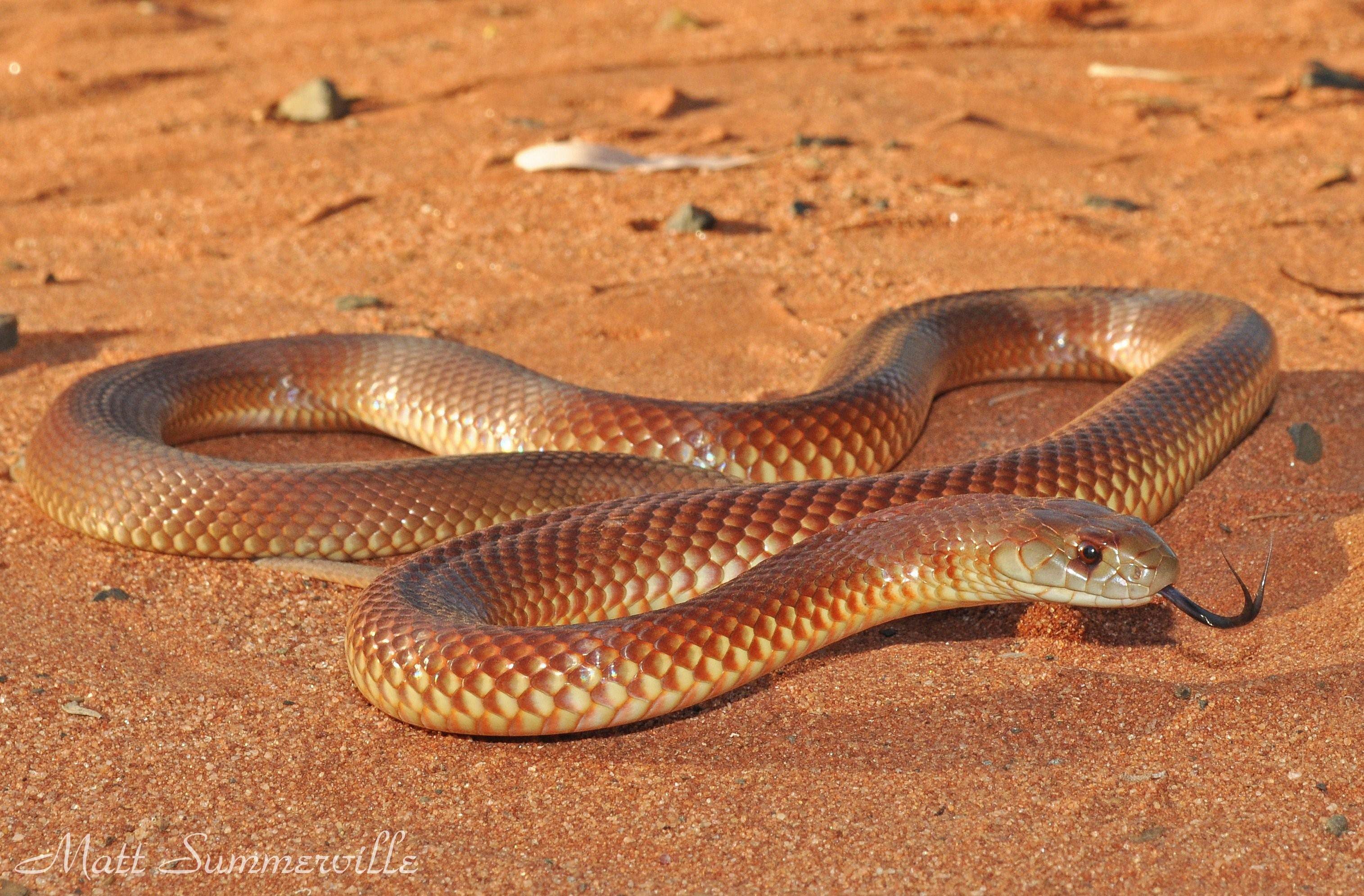 Тайпан коварная. Тайпан змея Австралии. Мулга змея. Мулга коричневый Король. Ядовитая змея Тайпан.