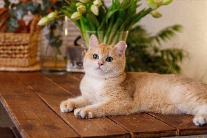 Коты породы золотая шиншилла