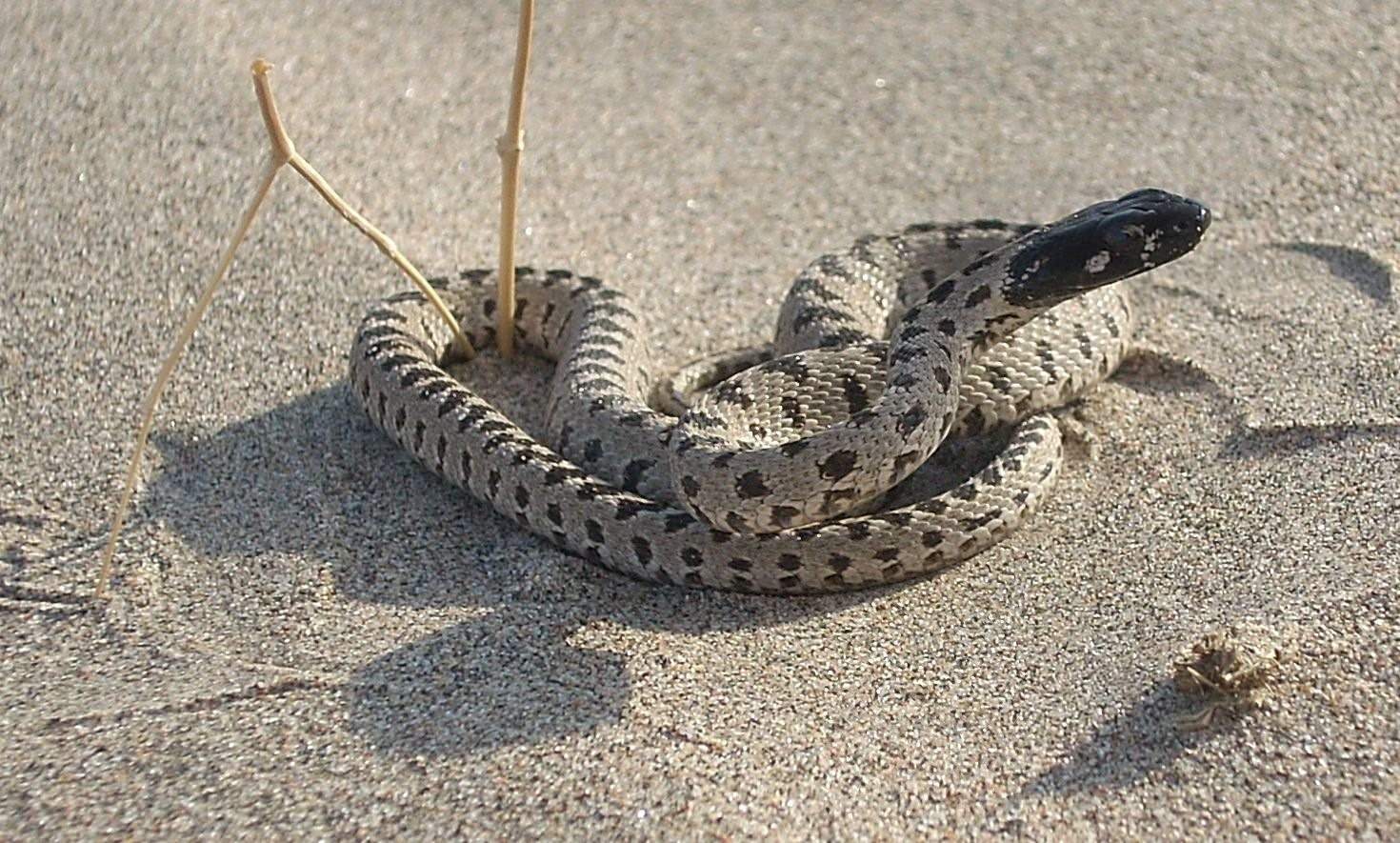 Полоз змея ядовитая фото