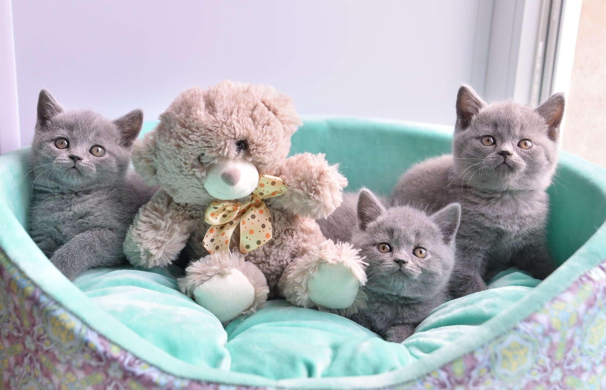 Британские короткошерстные котята Новорожденные