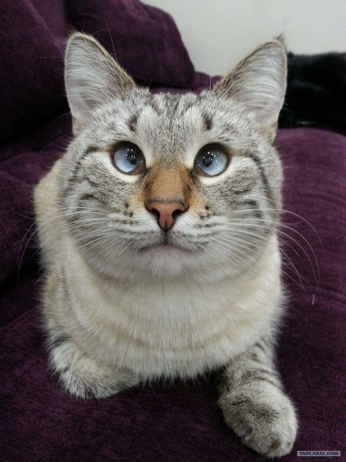 Фото кота с косыми глазами