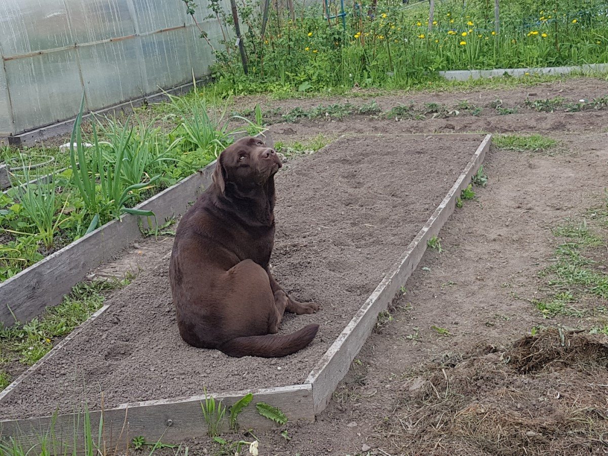 Земляные собачки в огороде фото как избавиться в домашних