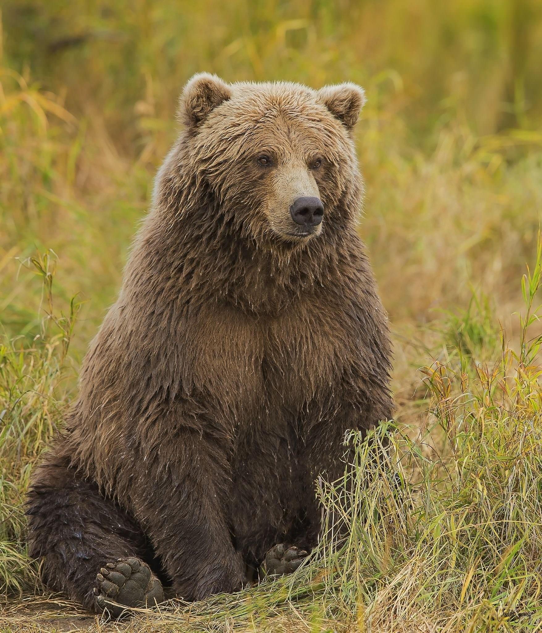 Гризли Grizzly, Гризли, медведь.