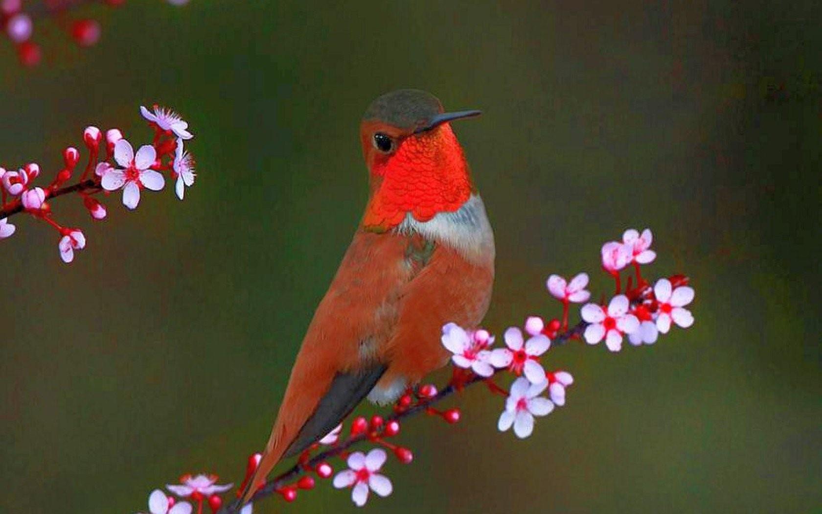 Птичка 1 час. Красивые птицы. Красивые маленькие птички. Птичка с цветами. Красные цветы с птицей.