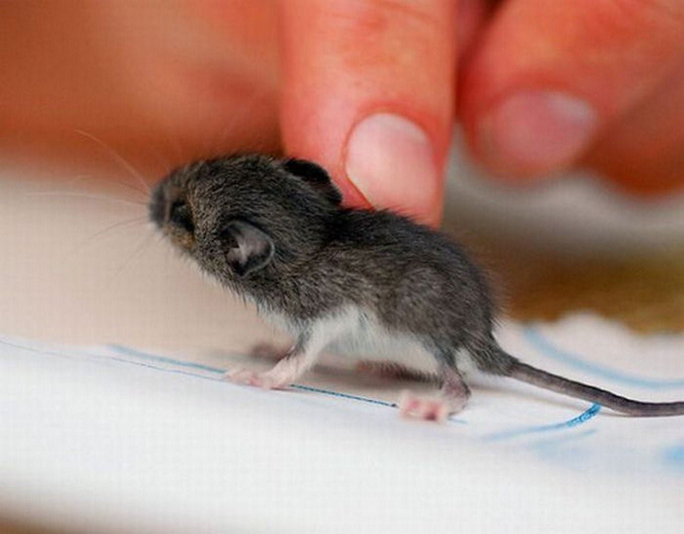 Как выглядят маленькие крысята фото