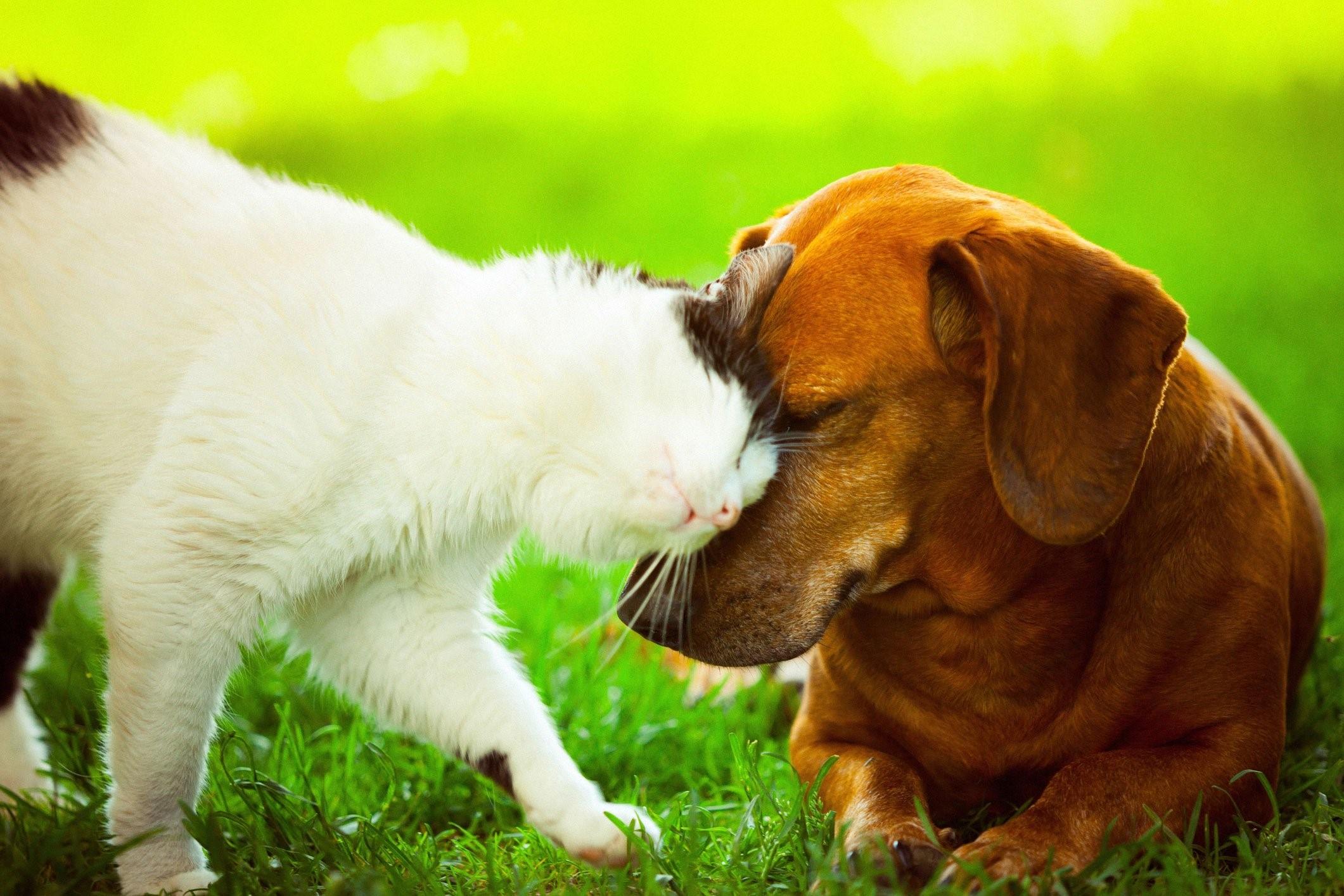 Your pet big. Кошки и собаки. Дружба кошки и собаки. Кот и собака дружат. Собака с кошкой дружат.