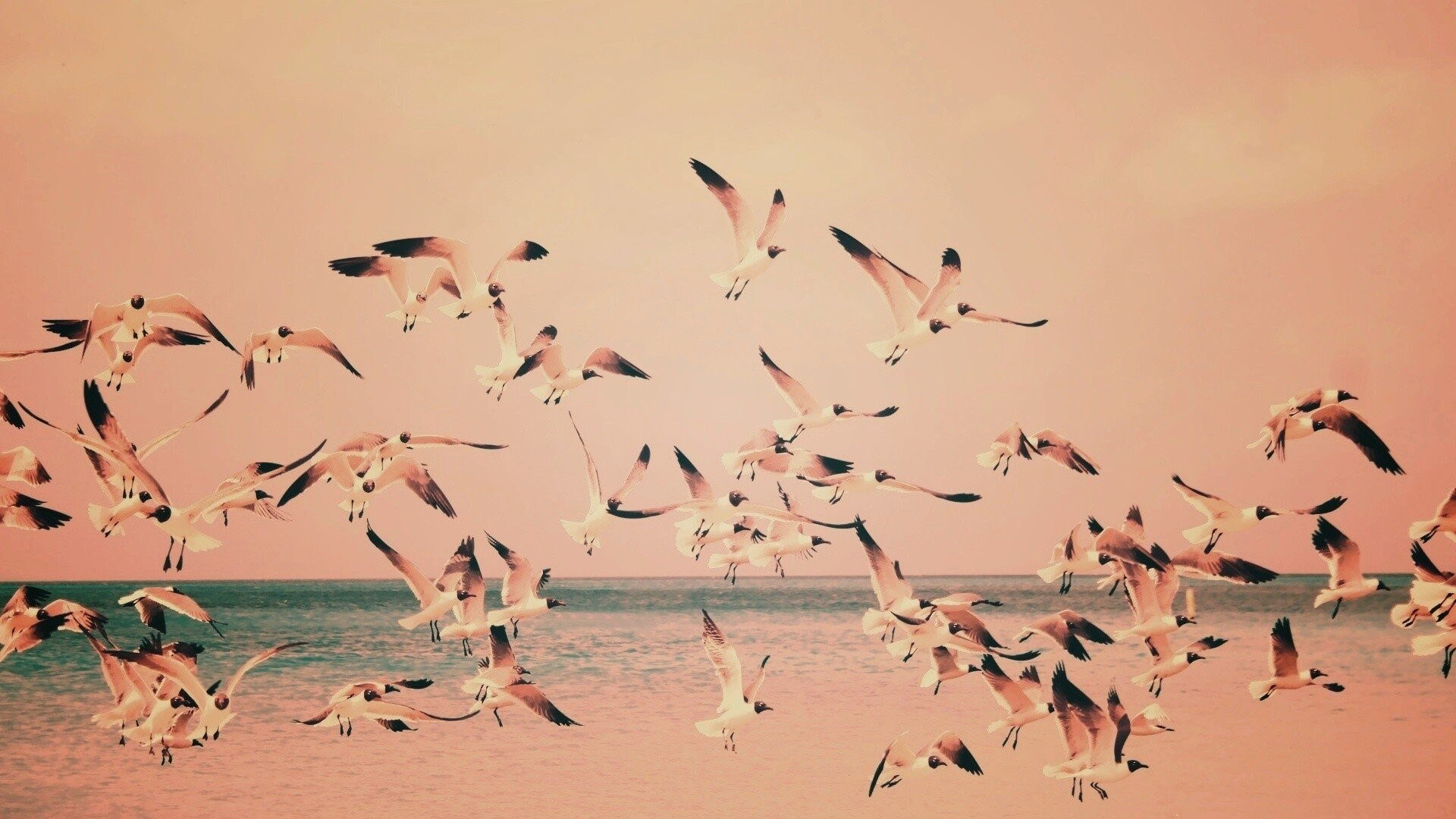 Стая птиц. Птицы над морем. Стая птиц над морем. Птицы на море Эстетика.