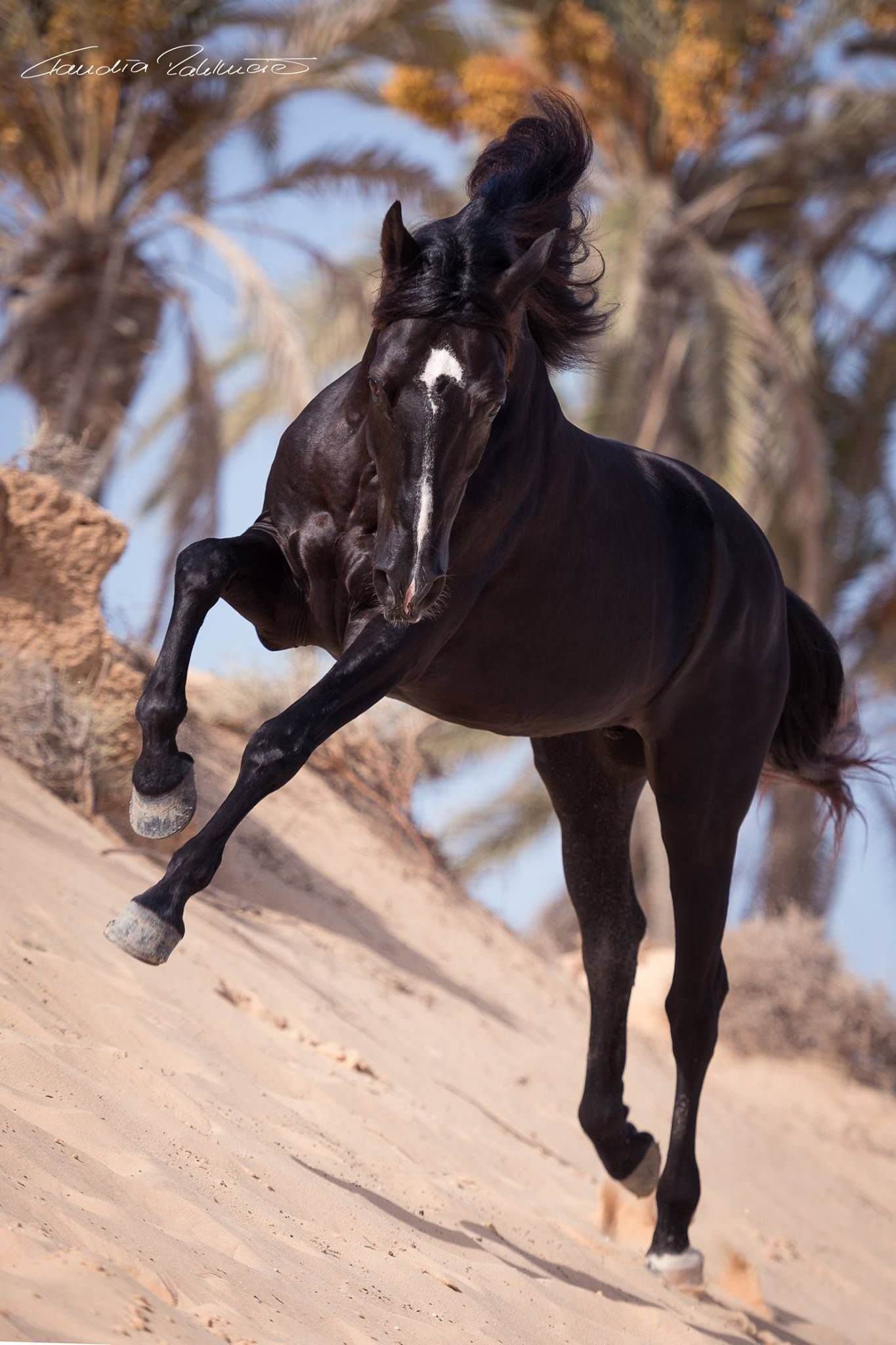 Красивая грациозная. Мустанг конь. Лошадь породы Мустанг. Порода лошади арабская Мустанг. Буцефал порода лошадей.