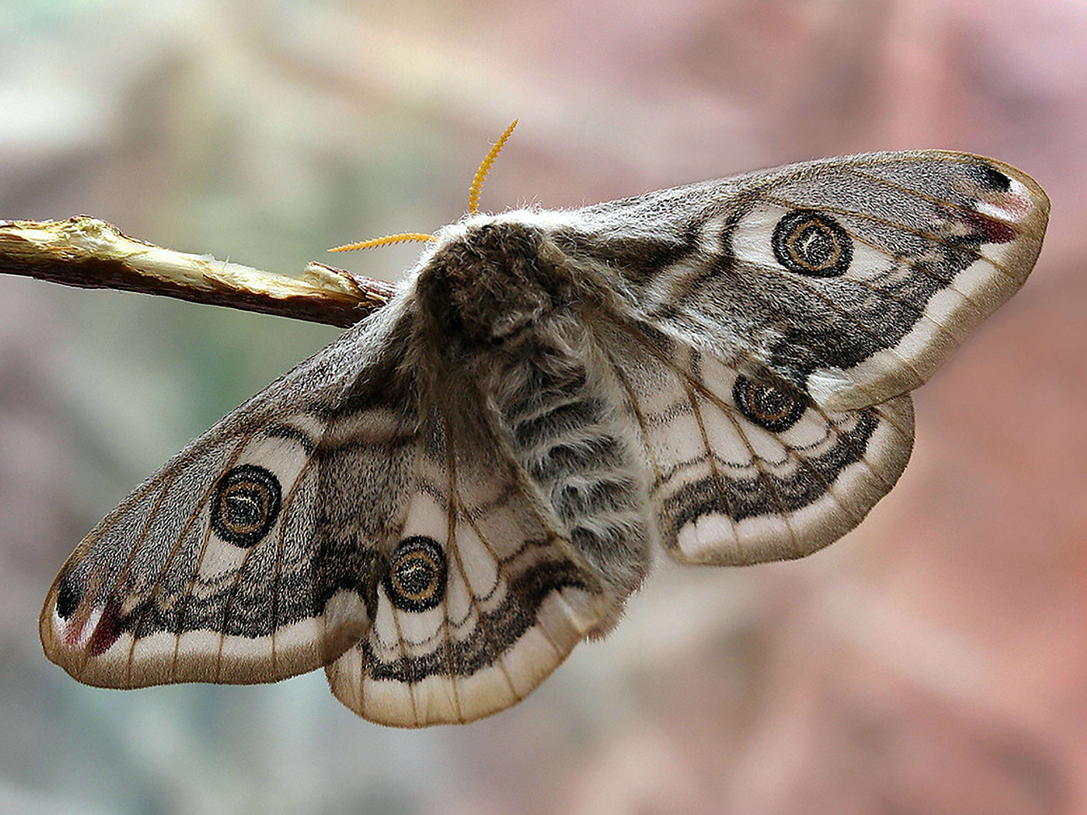 Чем питается бабочка павлиноглазка. Бабочка Saturnia Pavonia. Павлиноглазка малая (Eudia Pavonia). Павлиноглазка малая бабочка. Павлиний глаз малый ночной.