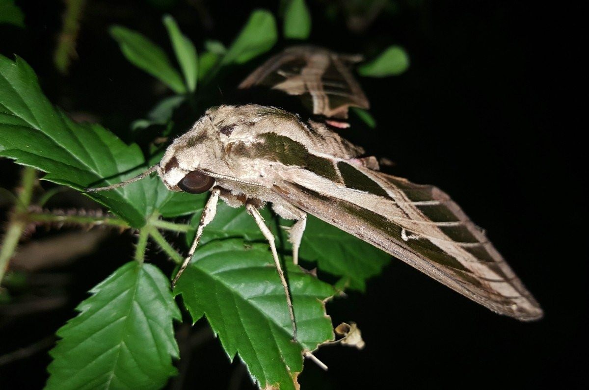 Ночные Бабочки Крыма