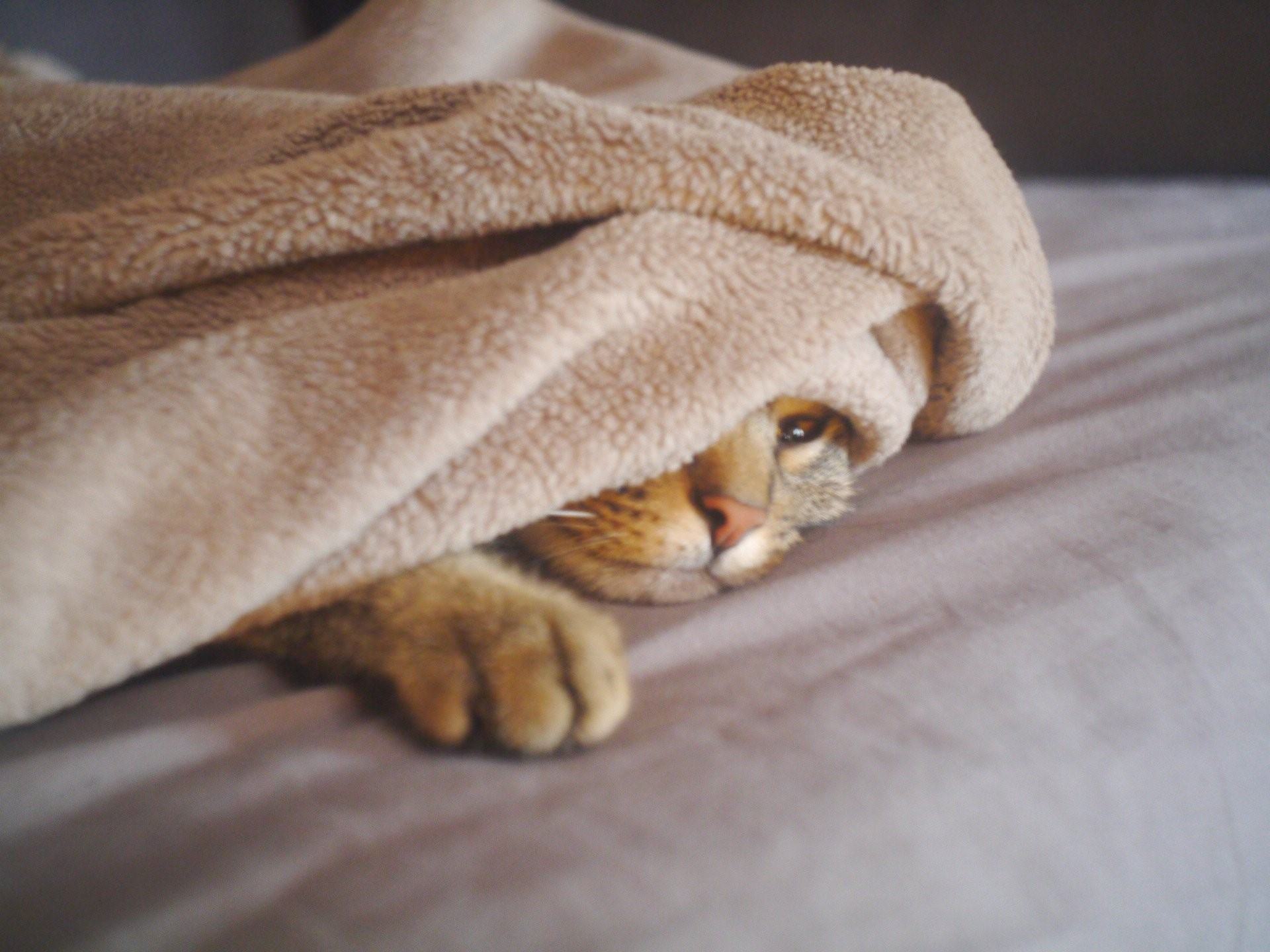 Под одеяльце. Кот в одеяле. Плед с кошками. Кот под пледом. Котик в пледе.