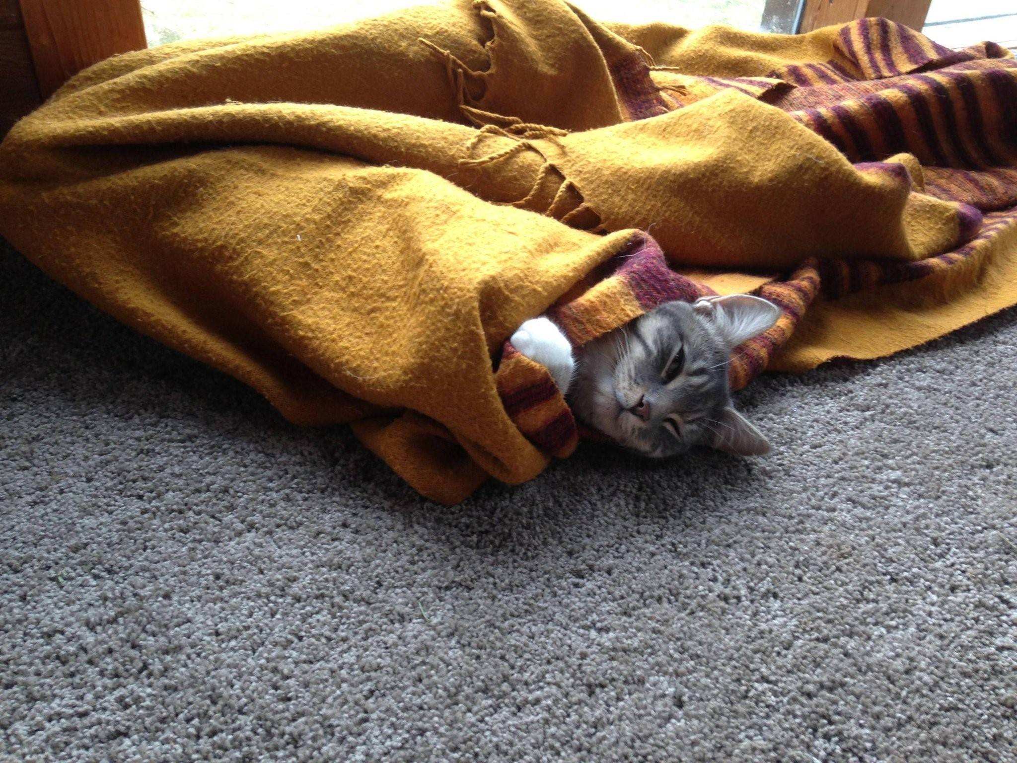 Котенок под одеялом спрятался