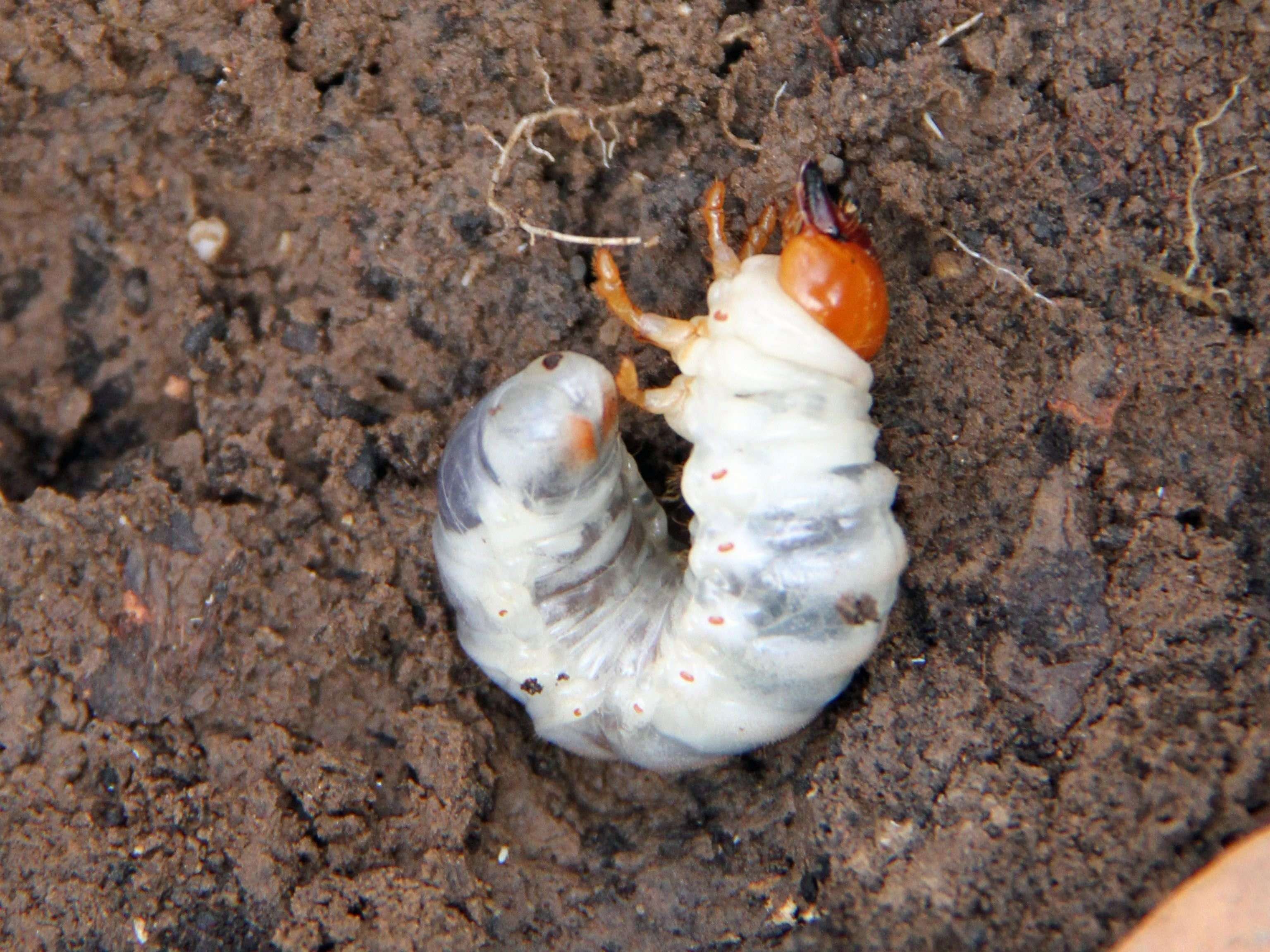 Личинки майских жуков фото как бороться