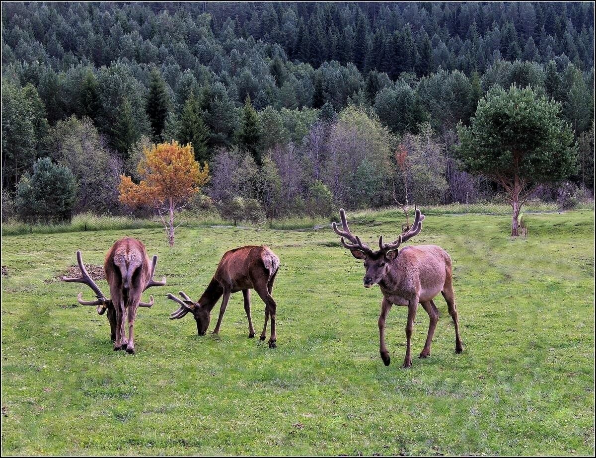 Горный марал фото