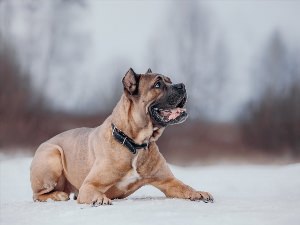 Кане корсо палевый окрас