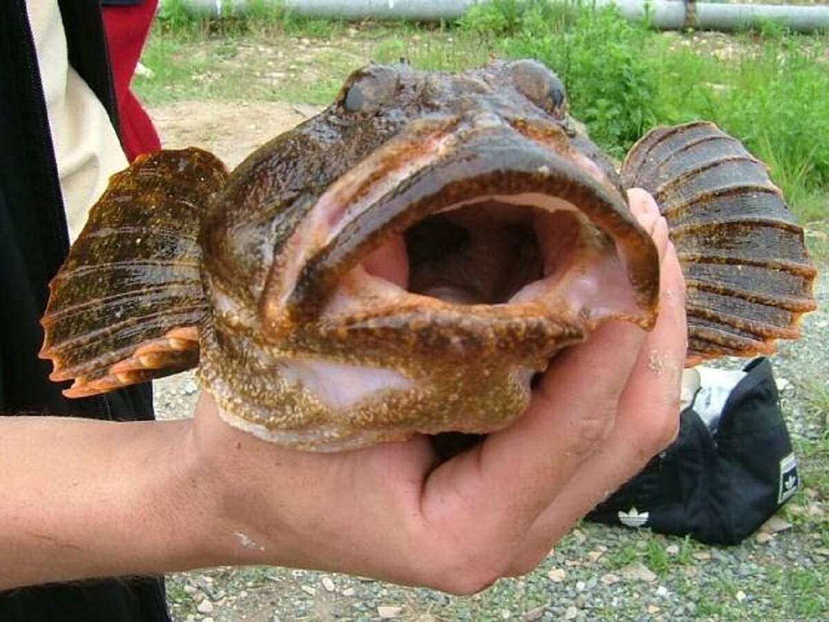 Рыба бычок фото речная размер