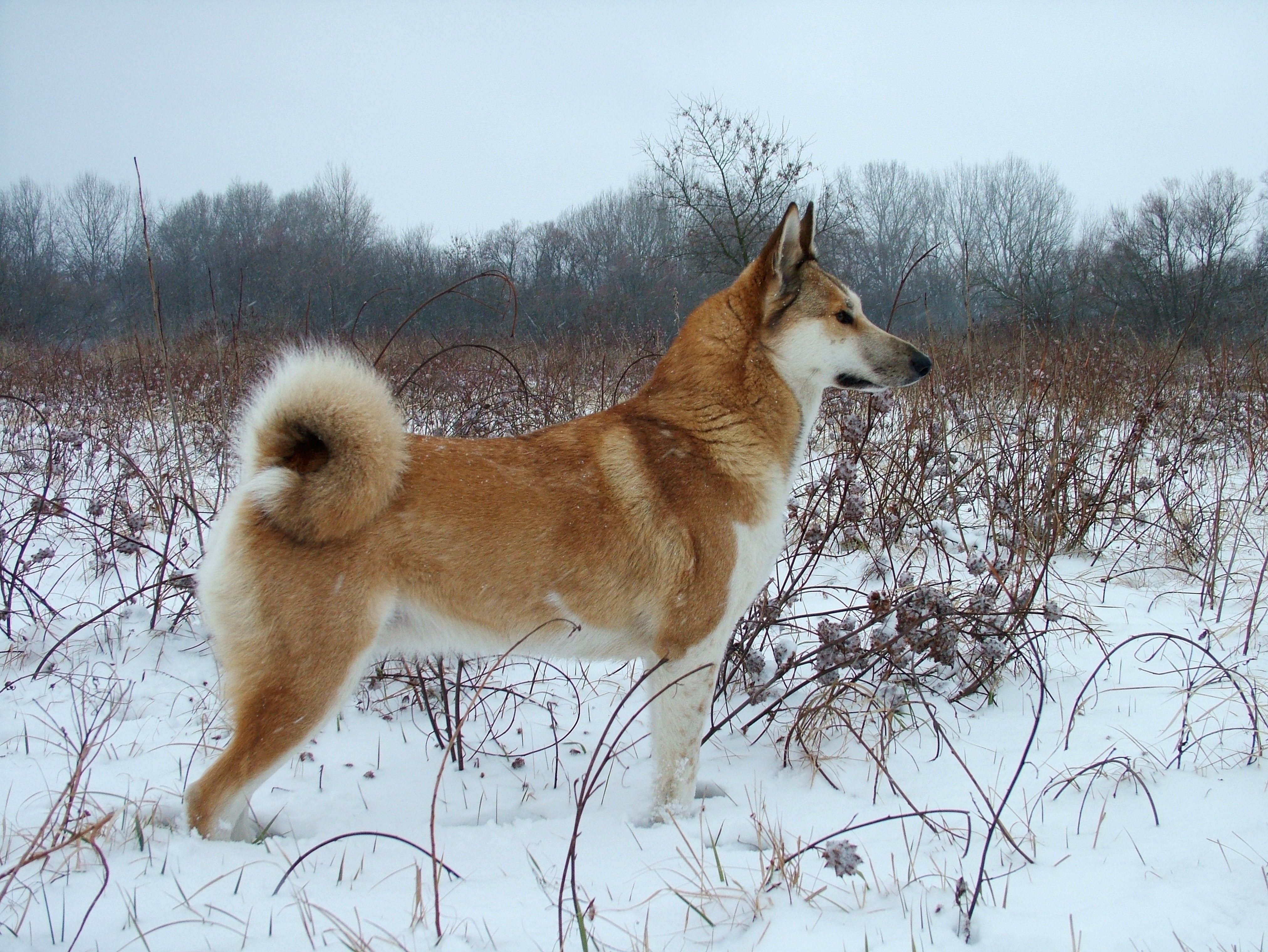 Сибирская лайка фото собаки показать