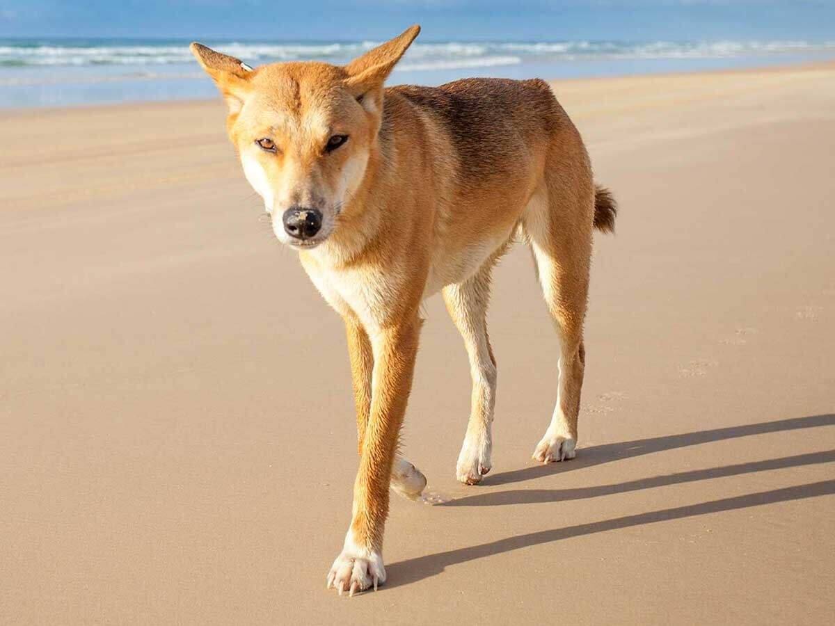 Собака чанга. Динго порода собак. Динго в Австралии. Австралийская собака Динго. Дикая собака Динго в Австралии.