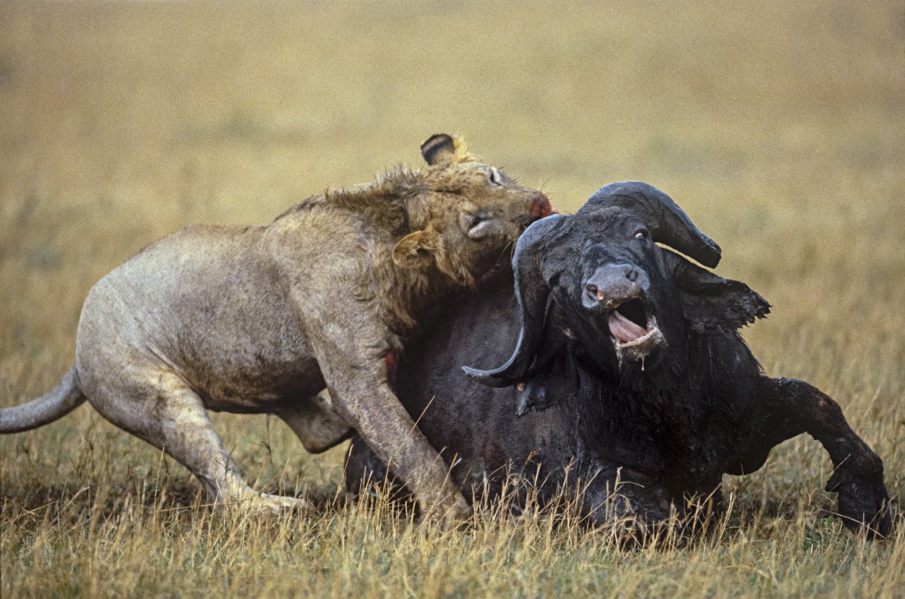 Прайд Львов против буйвола. Лев охотится. Рысь легче медведя буйвол