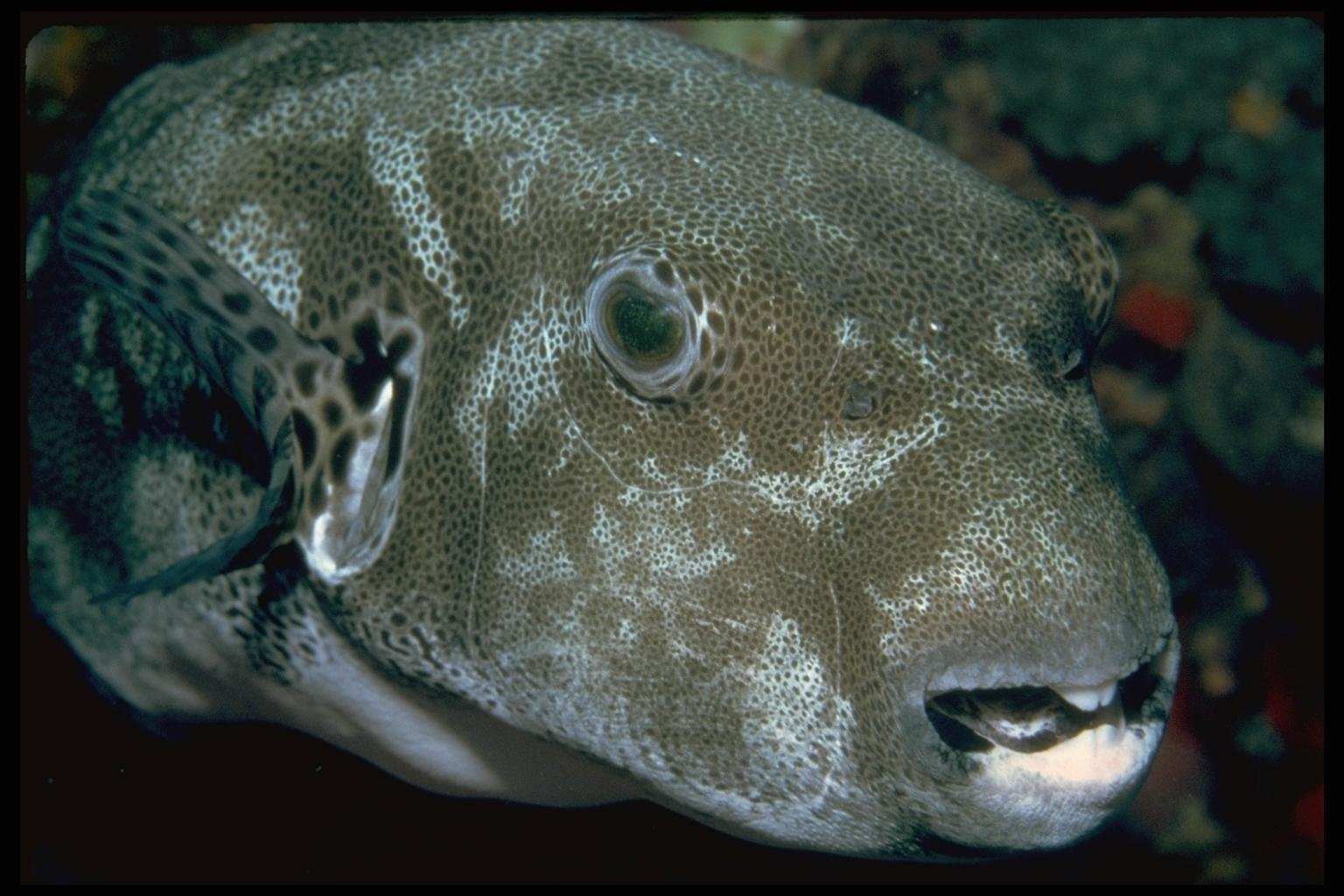 Рыба берет. Takifugu rubripes. Скалозуб рыба. Бурый Скалозуб рыба. Рыба собака Скалозуб.