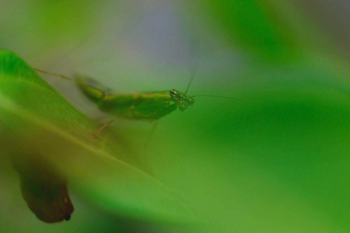 насекомые в кровати зеленые