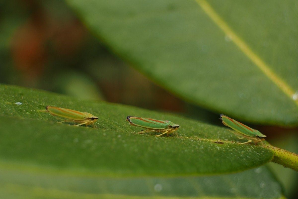 Насекомые зеленого цвета. Зеленое насекомое. Маленькое зеленое насекомое. Крохотное зеленое насекомое. Маленькие зеленые насекомые маленькое.