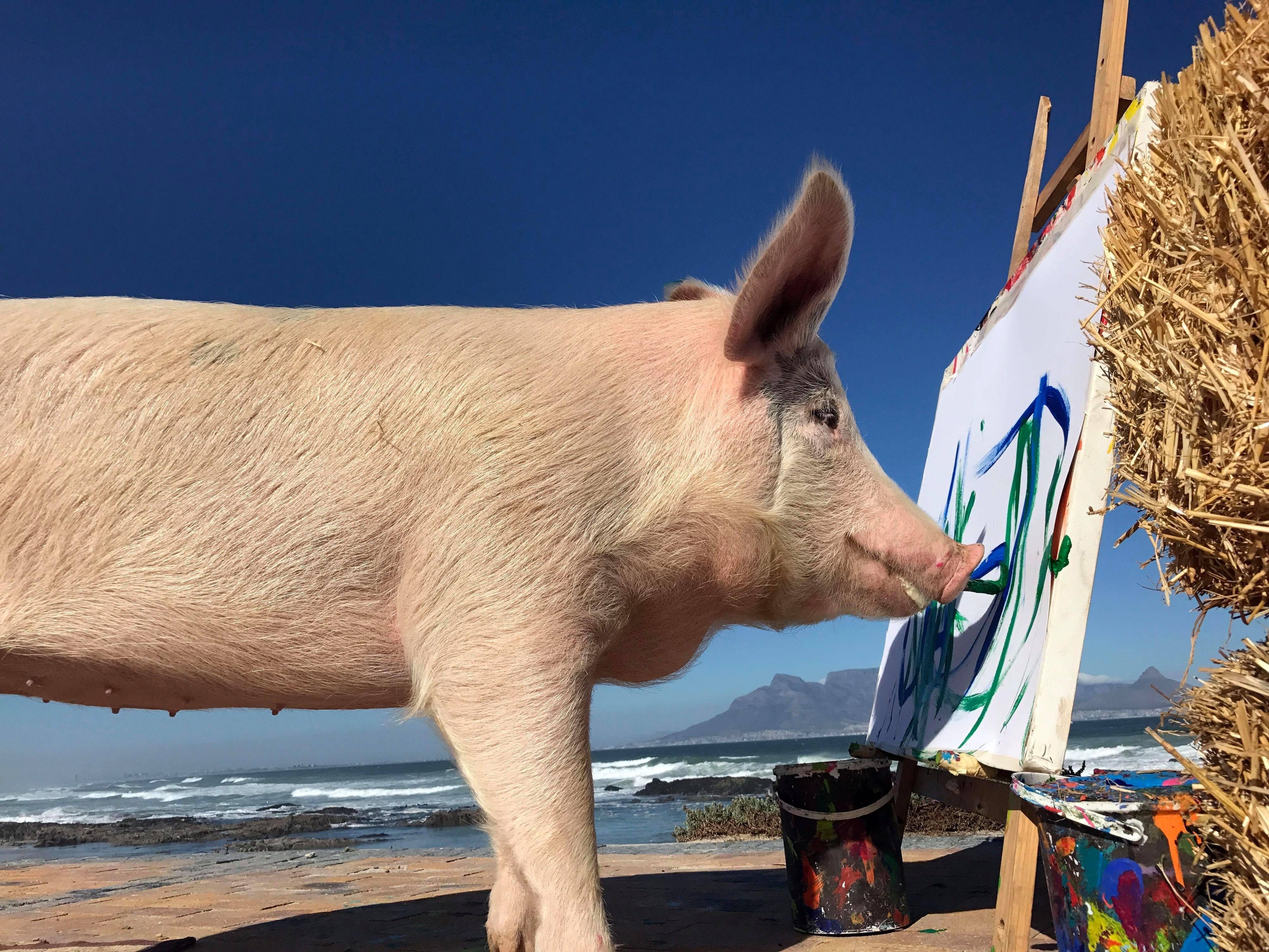 Свинья глупой. Пикассо свинья художник. Умная свинья. Фото свиньи. Глупый поросенок.
