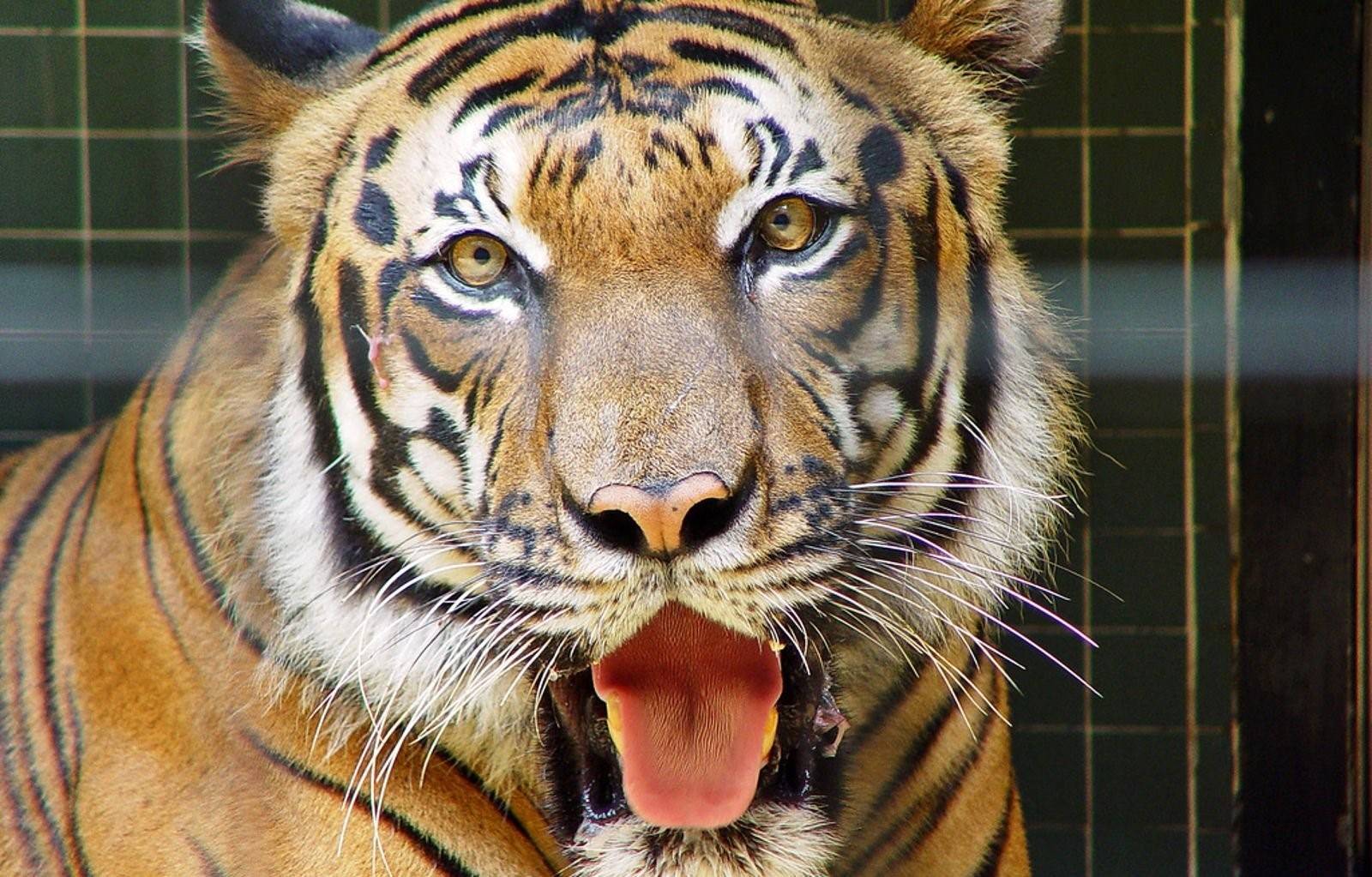 Картинки лиц животных. Сенегальский тигр. Лицо тигра. Морды тигров. Тигр морда.