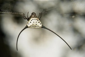 Летающий паук с крыльями