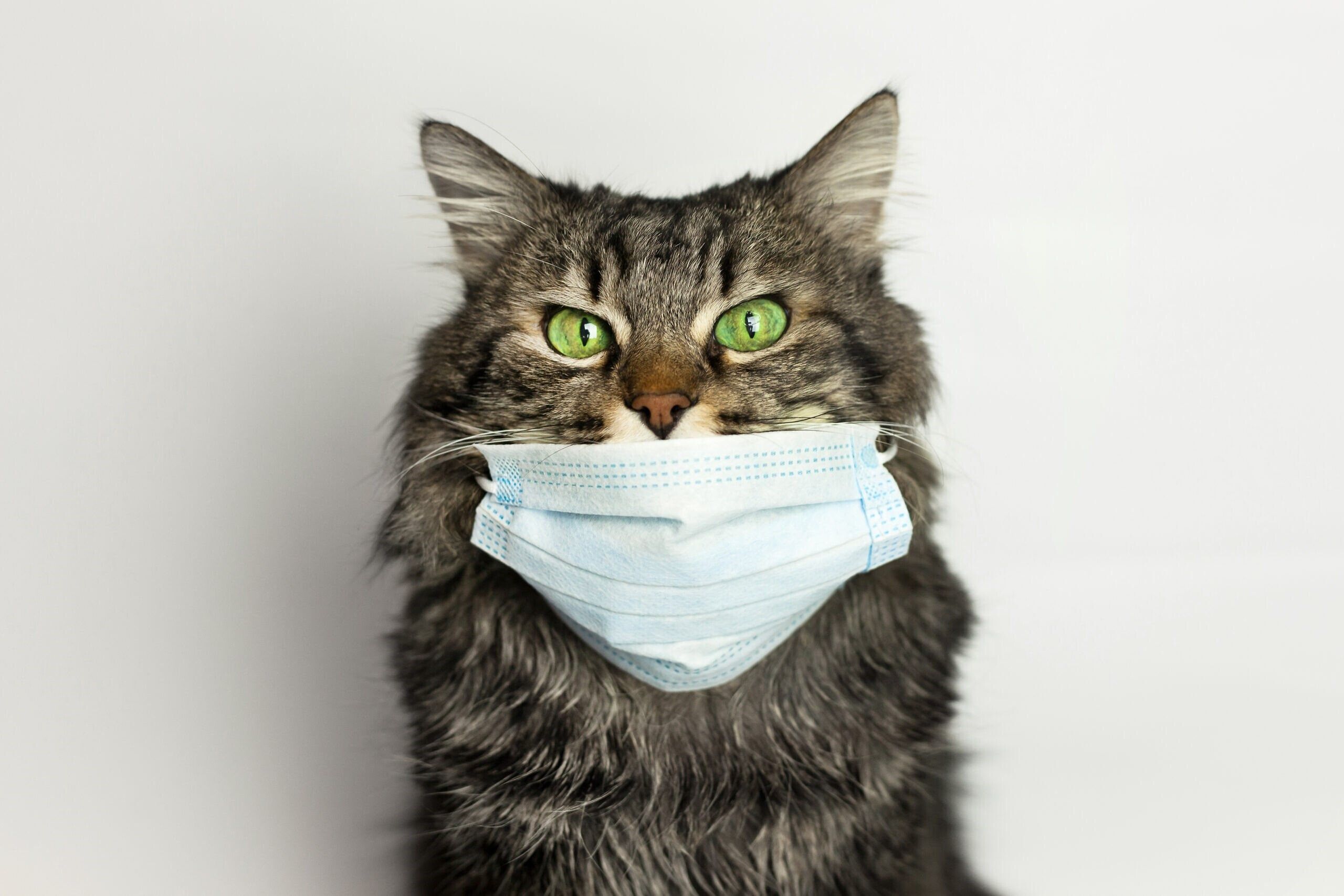 Выступление кота в маске. Коронавирус кет кет кет. Кот в медицинской маске. Маски. Котик. Животное в медицинской маске.