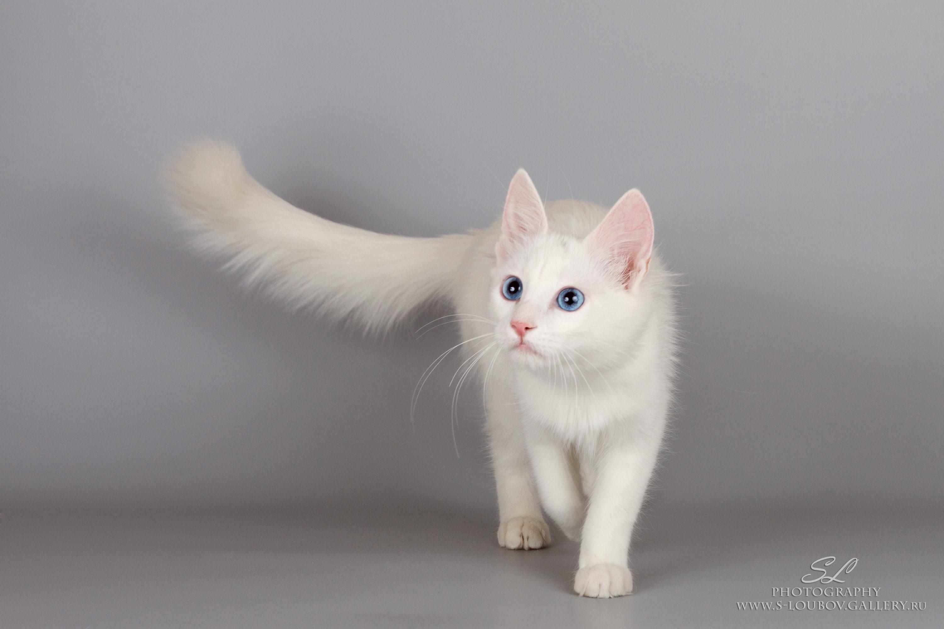 Порода кошек ангора белая фото и описание