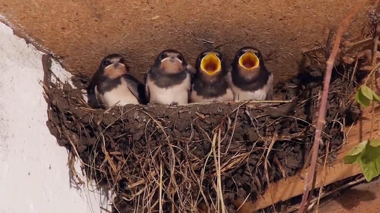 Какие яйца у ласточки фото