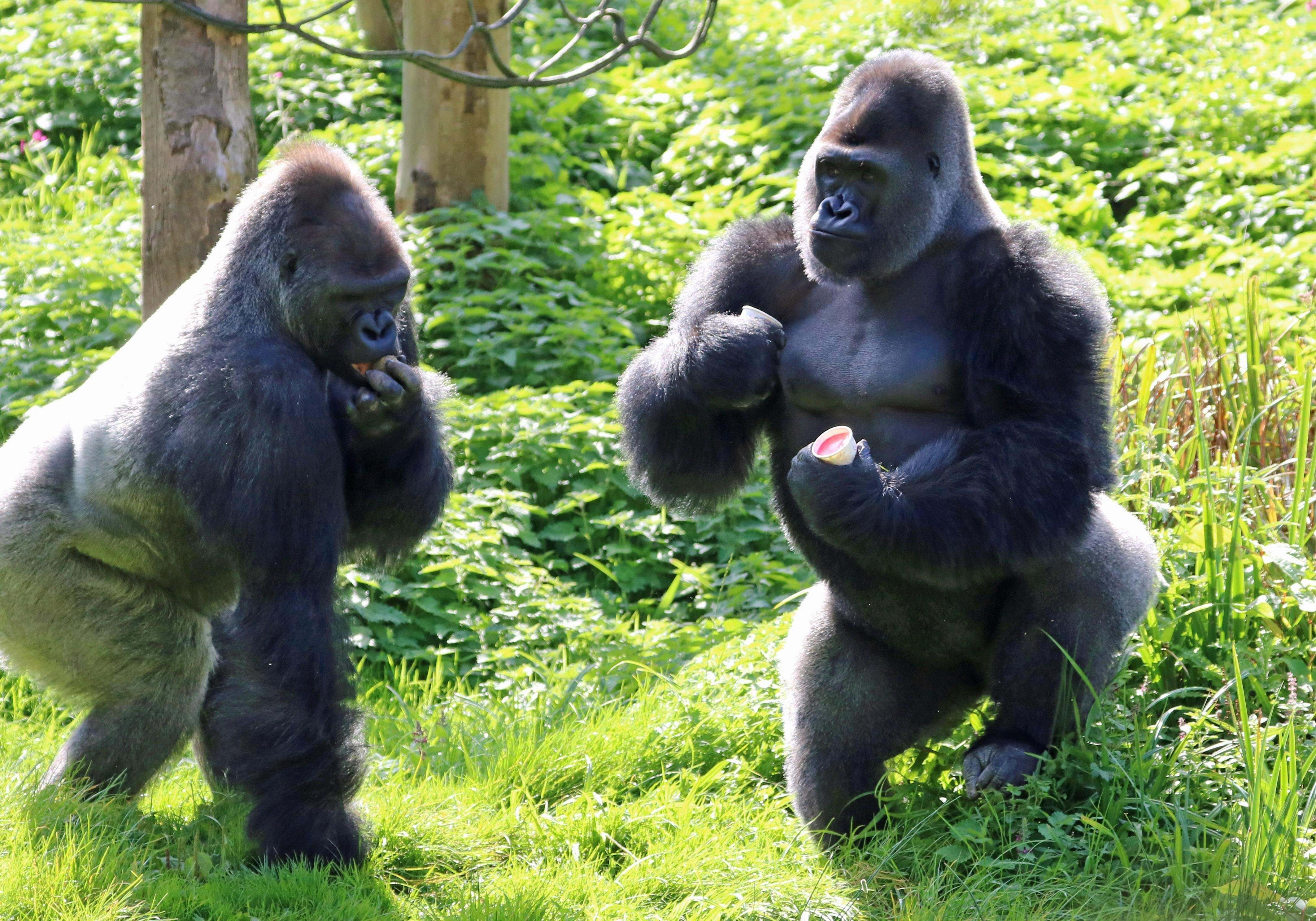 Тетя горилла если хотите стать сильными детки. Горилла великан. Горилла, самец. Обезьяна горилла. Горилла и шимпанзе.