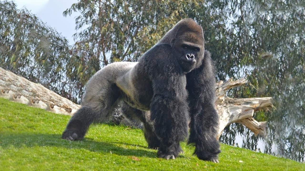 Сколько стоит горилла. Гигантская горилла. Самая большая горилла в мире. Самая гигантская горилла. Громадная горилла.