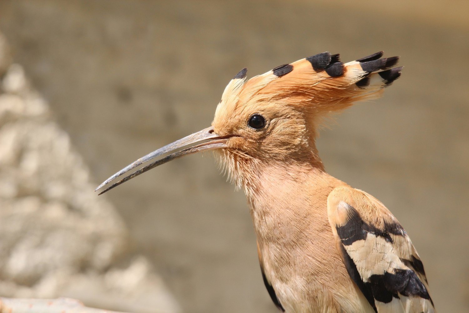 Птица с хохолком на голове и полосатыми крыльями название фото и описание
